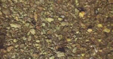 Güneşli yaz sabahında temiz ve taze bir dağ nehri üzerinde uçuşun ortasındayız. Üst görünüm ve yatay hareket