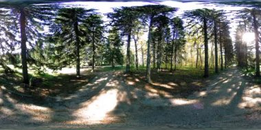 Bir şehir parkının UHD 4K 360 VR Sanal Gerçekliği. Sonbaharda ya da yaz gününde ağaçlar ve yeşil çimenler