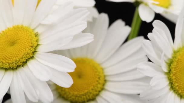 Close-up of bouquet wild chamomile flowers on the black. Key ready background. Slow rotation motion. Macro. — Stock Video