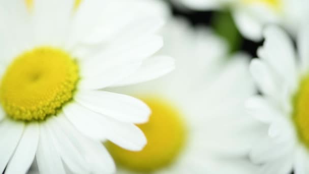 Close-up de buquê flores de camomila selvagens no preto. Fundo pronto chave. Movimento de rotação lenta. Macro. — Vídeo de Stock