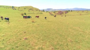 Dağ çayırında vahşi atların üzerinden uçmak. Yaz dağları vahşi doğa. Özgürlük ekolojisi kavramı.