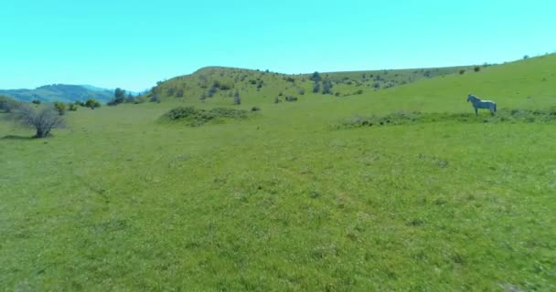 Vlucht over wilde paarden kudde op bergweide. Zomer bergen wilde natuur. Vrijheid ecologisch concept. — Stockvideo