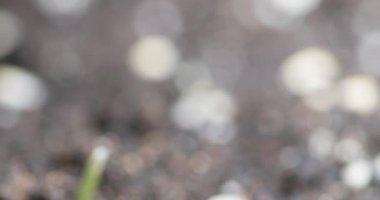 Taze çimenler büyüyen makro zaman atlaması. Çimenlik ve küçük çim gevreğinin büyümesi yakındır. Buğday, yulaf ya da arpa kültürü. Motorlu panoramik hareket.