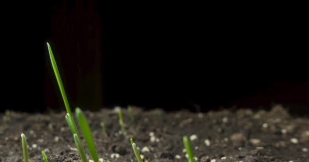 Herbe fraîche croissance macro time-lapse. Gros plan sur la germination et la croissance de minuscules cultures céréalières d'herbe. Blé, avoine ou orge. Mouvement panoramique motorisé. — Video