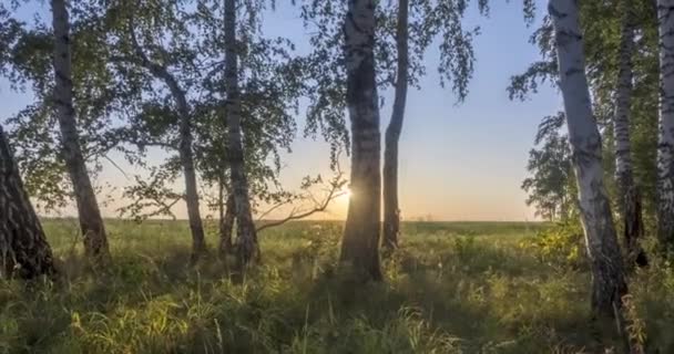 Äng timelapse på sommaren eller hösten tid. Landsbygd fält häxor solstrålar, träd och grönt gräs. Motordriven skjutreglaget rörelse — Stockvideo