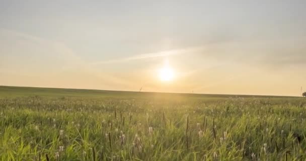 丘の牧草地の時間は、夏や秋の時間に経過します。野生の無限の自然と農村のフィールド。緑の草の上に太陽の光線。電動ドリルスライダーの動き — ストック動画