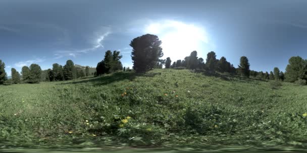 UHD 4K 360 VR di foresta verde di montagna. Raggi del sole e ombra, erba e pini. — Video Stock