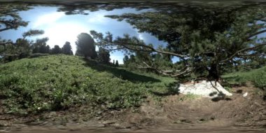 UHD 4K 360 VR yeşil dağ ormanı. Güneş ışığı ve gölge, çimen ve çam ağaçları.