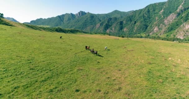 Flucht über Wildpferde auf der Weide. Frühling Berge wilde Natur. Freiheits-Ökologiekonzept. — Stockvideo