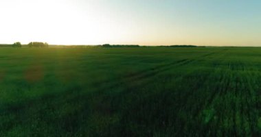 Yaz mevsiminde, sonsuz sarı manzaralı kırsal arazinin üzerinde alçak irtifa uçuşu. Ufuktaki güneş ışınları.