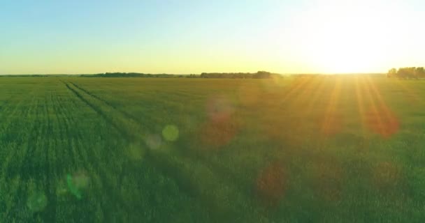 Tiefflug über ländlichem Sommerfeld mit endlos gelber Landschaft am sonnigen Sommerabend. Sonnenstrahlen am Horizont. — Stockvideo