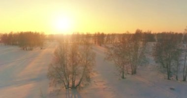 Arktik çayırlı soğuk kış manzarası, karla kaplı ağaçlar ve ufukta sabah güneşleri..