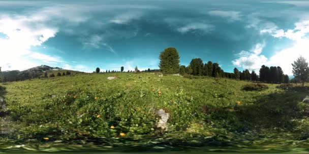 UHD 4K 360 VR timelapse di foresta verde di montagna. Raggi del sole e ombra, erba e pini. — Video Stock