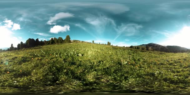 UHD 4K 360 VR timelapse hutan pegunungan hijau. Sinar matahari dan bayangan, rumput dan pohon pinus. — Stok Video