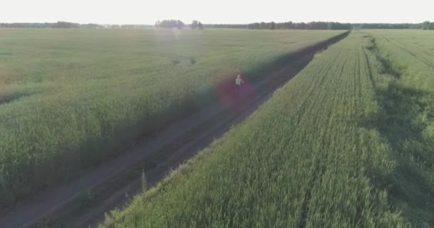 少年は、古い農村部の道路上のコムギの芝生のフィールドを介して自転車に乗るの空中ビュー。日光と梁. — ストック動画