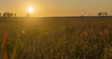 Yaz günbatımında düz tepe çayır zaman çizelgesi. Vahşi doğa ve kırsal çimler. Güneş ışınları ve ağaçlar. Motorlu doli kaydırıcı