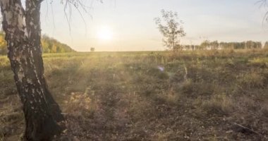 Yazın ya da sonbaharda çayır zamanlaması. Kırsal alan cadısı güneş ışınları, ağaçlar ve yeşil çimenler. Gün batımında motorlu doli kaydırıcı
