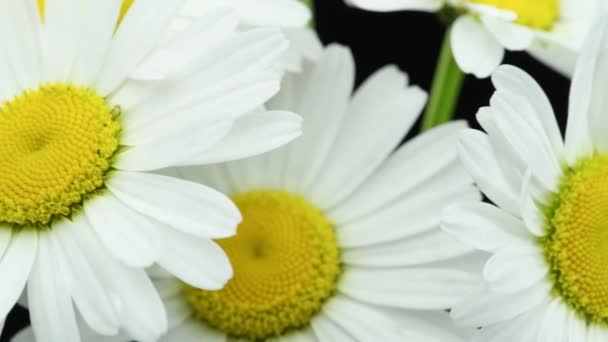 Primo piano di bouquet fiori di camomilla selvatica sul nero. Chiave pronto sfondo. Movimento a rotazione lenta. Macro. — Video Stock