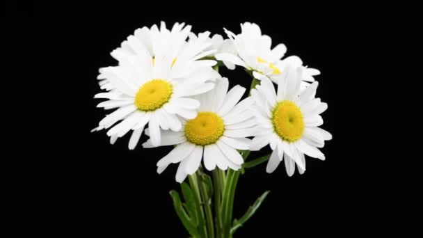 Detailní záběr na kytice divoké heřmánku květiny na černém. Pozadí připraveno. Pomalý rotační pohyb. Makro. — Stock video