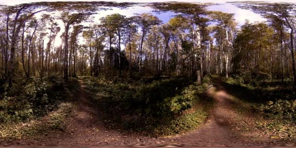 UHD 4K 360 VR Virtual Reality van een recreatiegebied in een stadspark. Bomen en groen gras op herfst- of zomerdag — Stockvideo