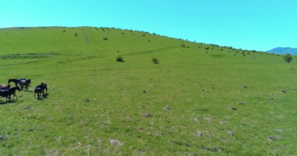 Vlucht over wilde paarden kudde op bergweide. Zomer bergen wilde natuur. Vrijheid ecologisch concept. — Stockvideo