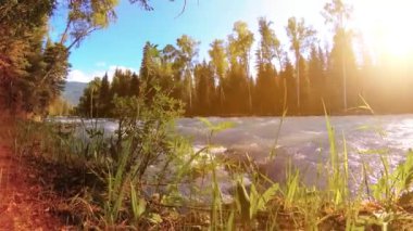 Dağ nehri kıyısındaki çayır. Yeşil çimlerle, çam ağaçlarıyla ve güneş ışınlarıyla kaplı bir manzara. Motorlu kaydırma kulesinde hareket.