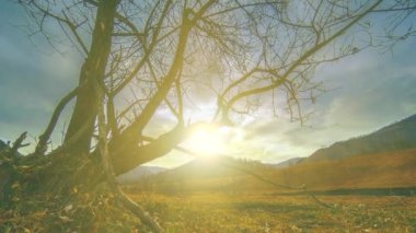 Ölüm ağacı ve dağlık arazide bulutlu ve güneş ışınlı kuru sarı çimenler. Yatay kaydırma hareketi