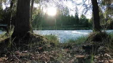 Dağ nehri kıyısındaki çayır. Yeşil çimlerle, çam ağaçlarıyla ve güneş ışınlarıyla kaplı bir manzara. Motorlu kaydırma kulesinde hareket.
