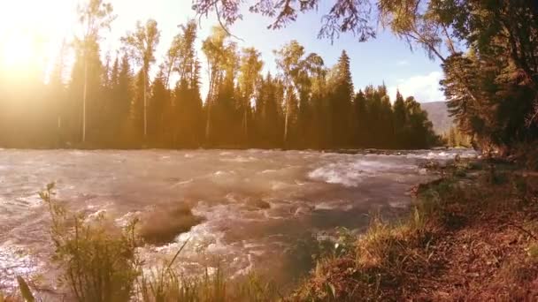 Prairie au bord de la rivière de montagne. Paysage avec herbe verte, pins et rayons du soleil. Mouvement sur poupée coulissante motorisée. — Video