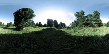 UHD 4K 360 VR yeşil dağ ormanı. Güneş ışığı ve gölge, çimen ve çam ağaçları.