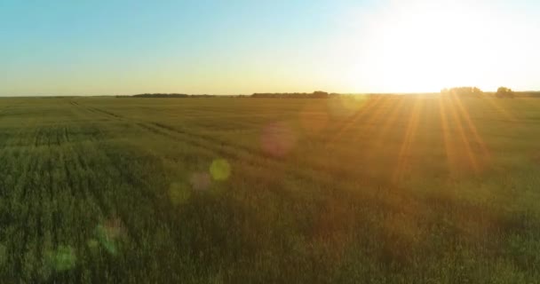 Low altitude flight above rural summer field with endless yellow landscape at summer sunny evening. Sun rays on horizon. — Stock Video