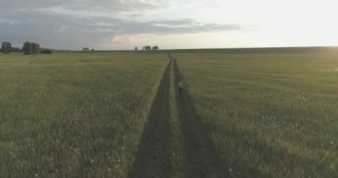 Sportif çocuk yeşil buğday tarlasında koşuyor. Kırsal çayırlarda akşam sporu alıştırmaları. Mutlu bir çocukluk sağlıklı bir yaşam biçimidir. Radikal hareket, güneş ışınları ve ot.