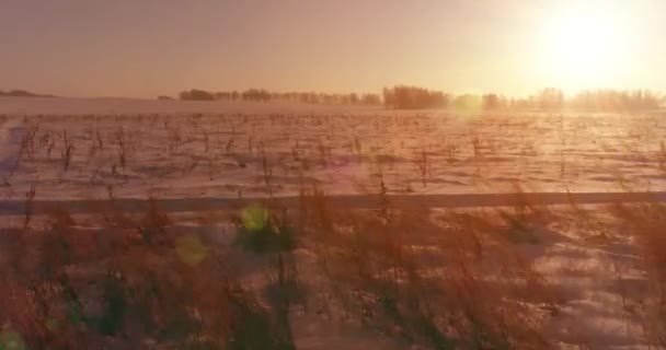 Vue aérienne par drone du paysage hivernal froid avec champ arctique, arbres couverts de neige verglaçante et rayons du soleil matinaux au-dessus de l'horizon. — Video