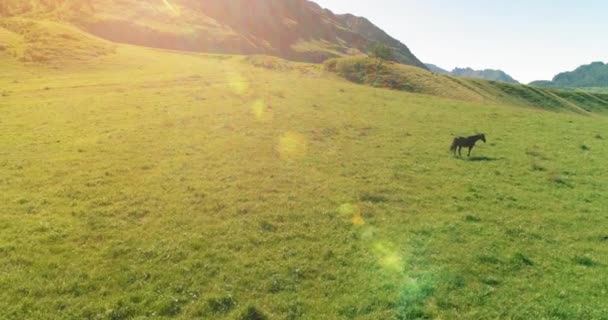 Flyg över vilda hästar hjord på äng. Vårberg vild natur. Frihetsekologi. — Stockvideo