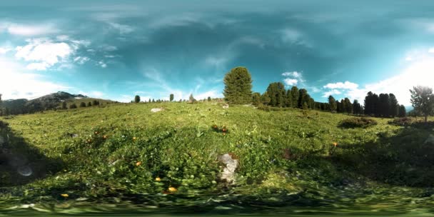 UHD 4K 360 VR timelapse di foresta verde di montagna. Raggi del sole e ombra, erba e pini. — Video Stock