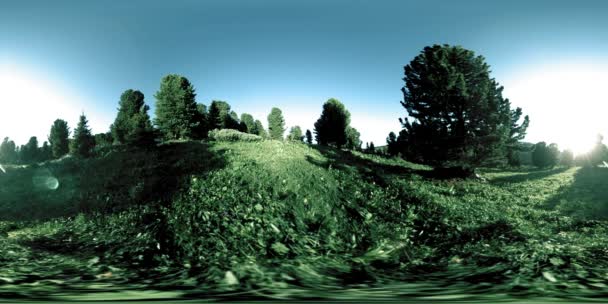 UHD 4K 360 VR timelapse zielonych lasów górskich. Promienie słoneczne i cień, trawa i sosny. — Wideo stockowe