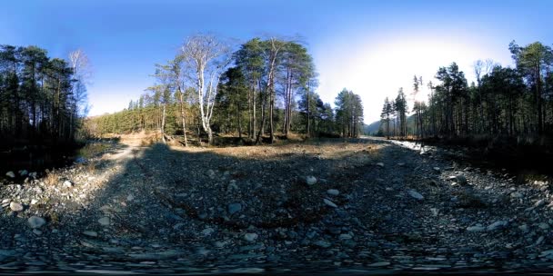 360 VR virtuelle Realität eines wilden Gebirges, Kiefernwaldes und Flusses fließt. Nationalpark, Wiese und Sonnenstrahlen. — Stockvideo