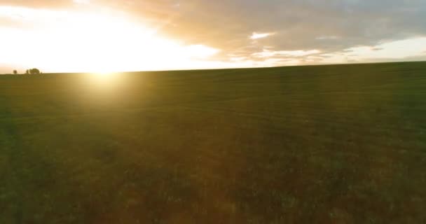 Repülés a vidéki nyári táj felett végtelen sárga mezővel a napos nyári estén. Mezőgazdasági földterületek őszi napfelkeltekor — Stock videók