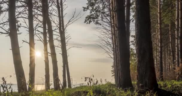 Wild forest lake timelapse at the summer time. Wild nature and rural meadow. Green forest of pine trees, sun rays and clouds over sea. Motorised dolly slider movement — Stock Video