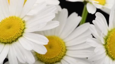 Siyah üzerine papatya çiçeği buketi yakın çekim. Anahtar hazır. Yavaş dönüş hareketi. Makro.