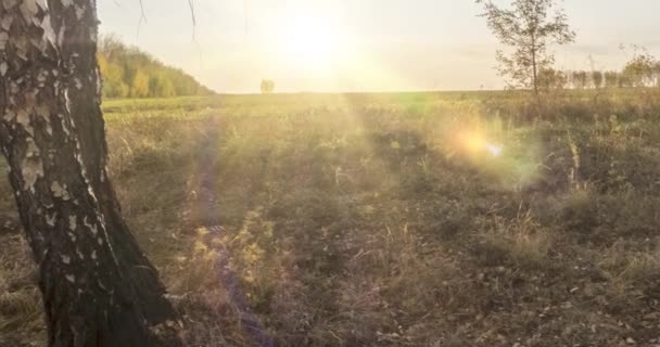 Czas łąki w okresie letnim lub jesiennym. Wiejskie promienie słońca, drzewa i zielona trawa. Suwak lalek silnikowych o zachodzie słońca — Wideo stockowe