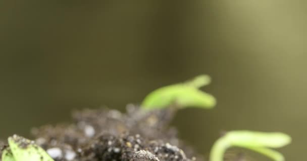 Свежий огурец, растущий во времени. Крупный план прорастания и роста крошечных листьев. Концепция здорового веганского питания. — стоковое видео