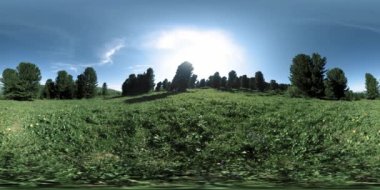 UHD 4K 360 VR yeşil dağ ormanı. Güneş ışığı ve gölge, çimen ve çam ağaçları.