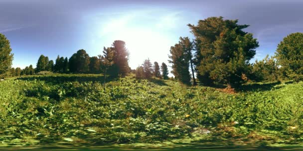 UHD 4K 360 VR av grön fjällskog. Solstrålar och skuggor, gräs och tallar. — Stockvideo