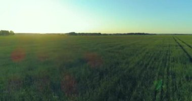 Yaz mevsiminde, sonsuz sarı manzaralı kırsal arazinin üzerinde alçak irtifa uçuşu. Ufuktaki güneş ışınları.
