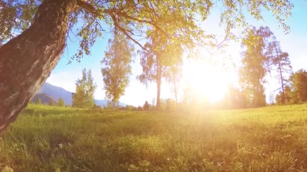 Prato rurale soleggiato a paesaggio di montagna con erba verde, alberi e raggi di sole. Movimento diagonale su carrello scorrevole motorizzato. — Video Stock