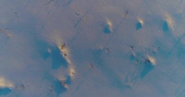 Arktik çayırlı soğuk kış manzarası, karla kaplı ağaçlar ve ufukta sabah güneşleri..