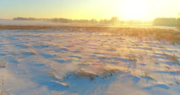 Veduta aerea drone del freddo paesaggio invernale con campo artico, alberi coperti di neve gelo e raggi del sole del mattino all'orizzonte. — Video Stock