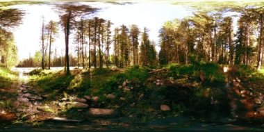 Vahşi bir ormanın 360 VR sanal gerçekliği. Çam ormanı, küçük, hızlı, soğuk dağ nehri. Ulusal park.