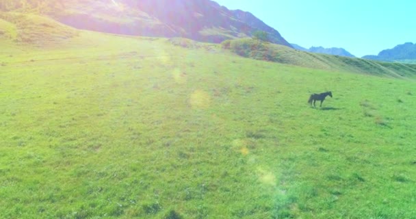 牧草地で野生の馬の群れの上の飛行。春の山野生の自然。自由生態学の概念. — ストック動画